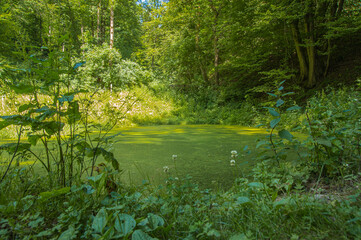 A pond located in a forest in early summer.