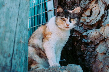beautiful cat, looks curiously at the lens © NOWIK my stock