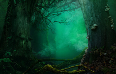Mysterious fairytale forest, fabulous blue green background with mystical atmospheric smoke, old trees, crooked branches. 
