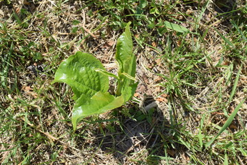 poplar sprout grows in a city Park 