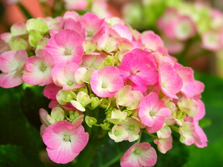 咲き始めたピンクの紫陽花