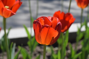 Tulips bloom in the city Park