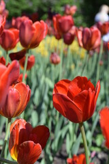 Tulips bloom in the city Park