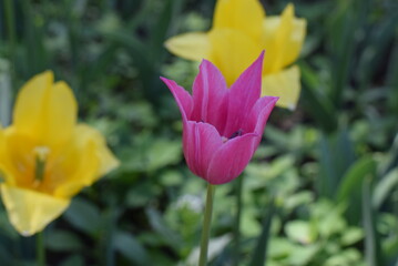 Tulips bloom in the city Park