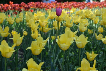 Tulips bloom in the city Park