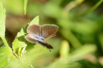 butterfly on a flower