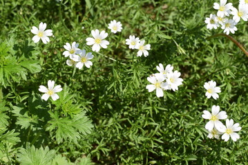 Buttercups bloom in the city Park 