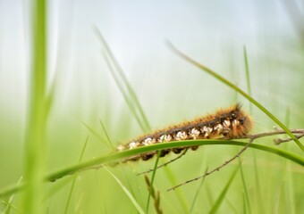 caterpillar on a branch