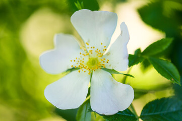 white flowers of a green apple