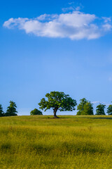 Fototapeta na wymiar lonely tree in the field,blue skay