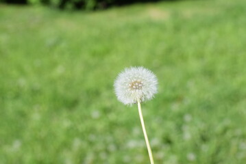poplar sprout grows in a city Park 
