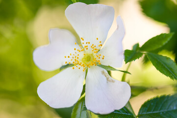 Obraz premium white flowers on a green background