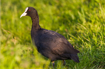 black duck in the grass