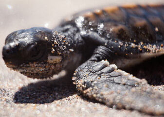 little turtle in the sand on the beach