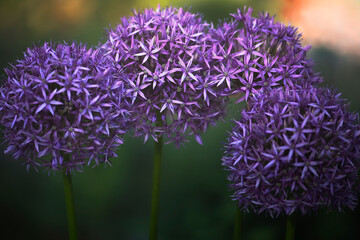 Allium Kugelblume Dekoration Abendsonne