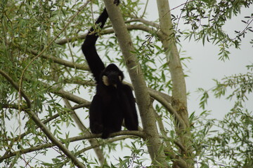 gibbon