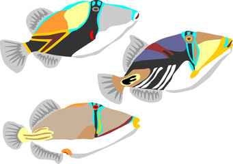 Reef triggerfish, picasso triggerfish, assasi triggerfish - obrazy, fototapety, plakaty