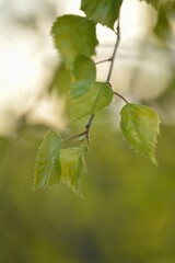 green leaves on a branch
