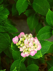 咲き始めたピンクのアジサイ