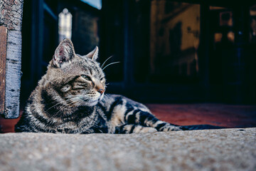 cat on the doorstep of a church in Tuscany