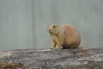 chien de prairie
