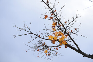 Golden maple leaves in cold wintry wind.
