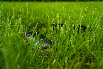 green grass background