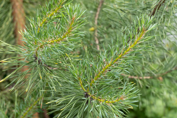 branch of a pine