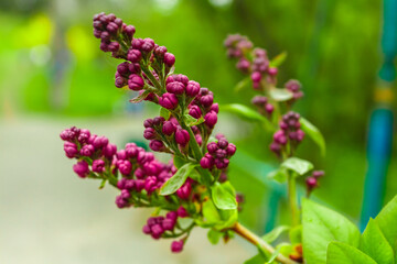 Closeup of buds of pink flowers on a branch. Branch of a blossoming lilac. Shallow depth of field photo.