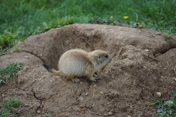 chien de prairie