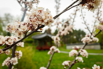 Japanese-style wooden gazebo in a blooming cherry garden. Japanese garden. Chinese garden. Korean garden. Asian architecture.
