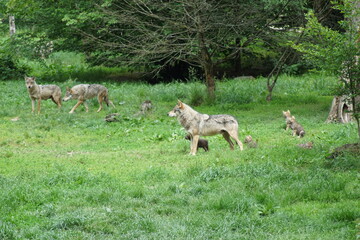 loup
