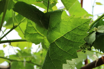 日本の葡萄農家