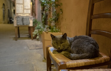 the cat sits on a chair in front of a restaurant in Cortona Italy