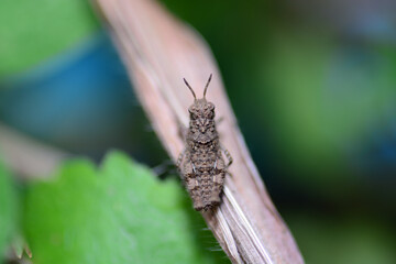macro of a bug on a leaf