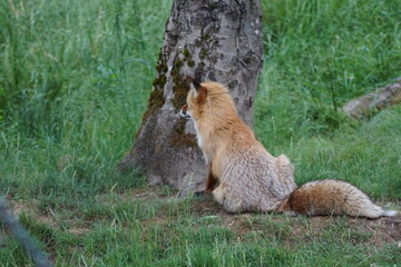 renard roux