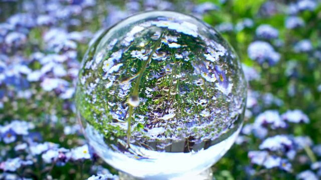 crystal ball reflection with beutiful blue flowers field on the background, nature world texture concept
