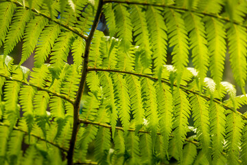 Closeup of fern in the botanic garden in Melbourne, Australia.