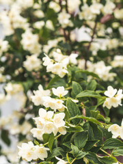 Obraz premium Philadelphus coronarius (sweet mock-orange, English dogwood) white spring flowers background