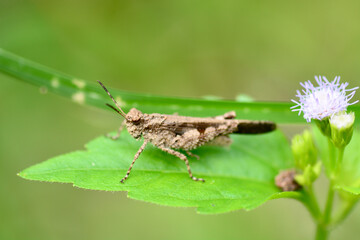 grasshopper on a leaf