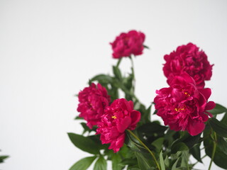 Floral background with flowers.Red peonies on a light background.