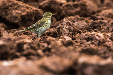 Meadow Pipit (Anthus prathensis)