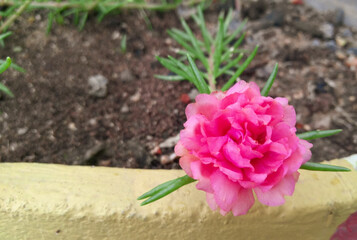 pink hyacinth in the garden