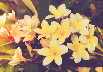 Plumeria spa  flower blooming spring nature background