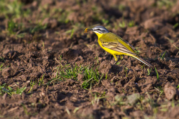 Western Yellow Wagtail (Motacilla flava)