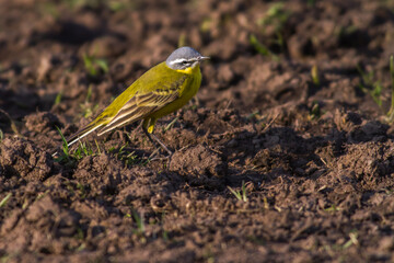 Western Yellow Wagtail (Motacilla flava)