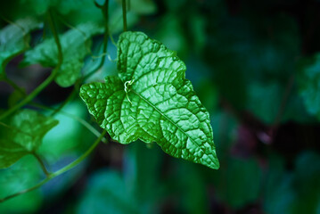 green leaf  spring nature background
