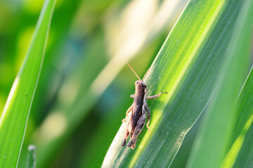 grasshopper on a leaf
