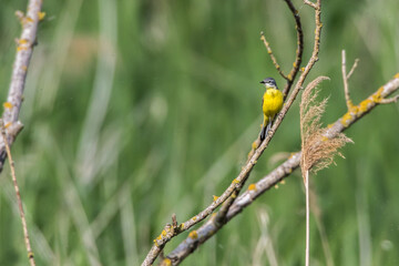 Western Yellow Wagtail (Motacilla flava)