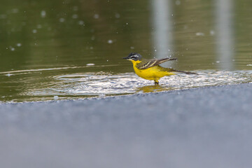 Western Yellow Wagtail (Motacilla flava)